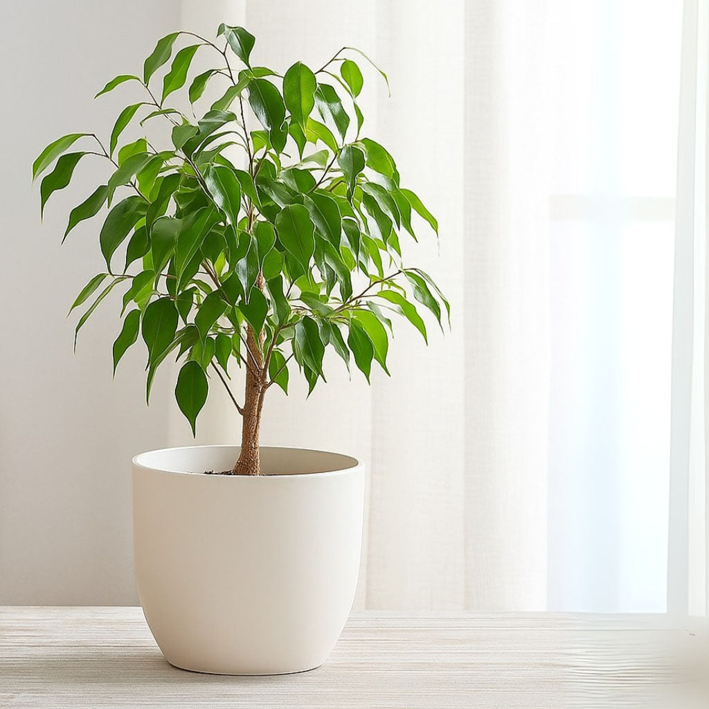 Macetero de PVC para Plantas con Diseño Moderno en Blanco 20x22cm